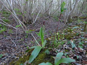 Orchis purpurea